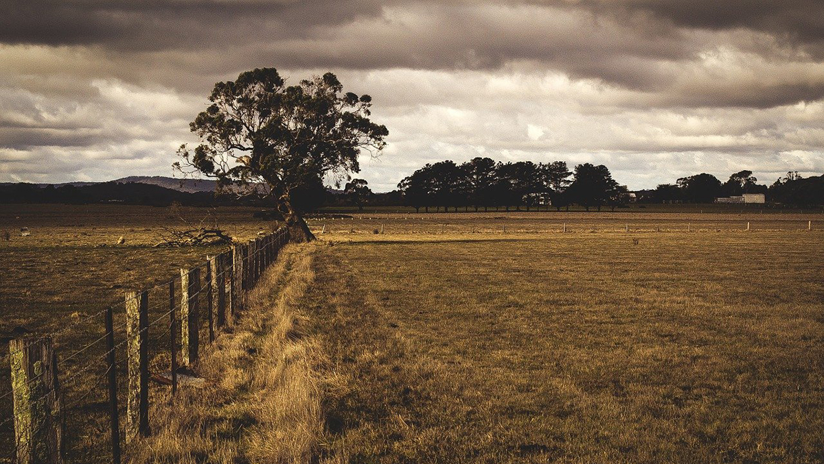 Des champs, une clôture et un arbre dans la campagne sous un ciel très nuageux