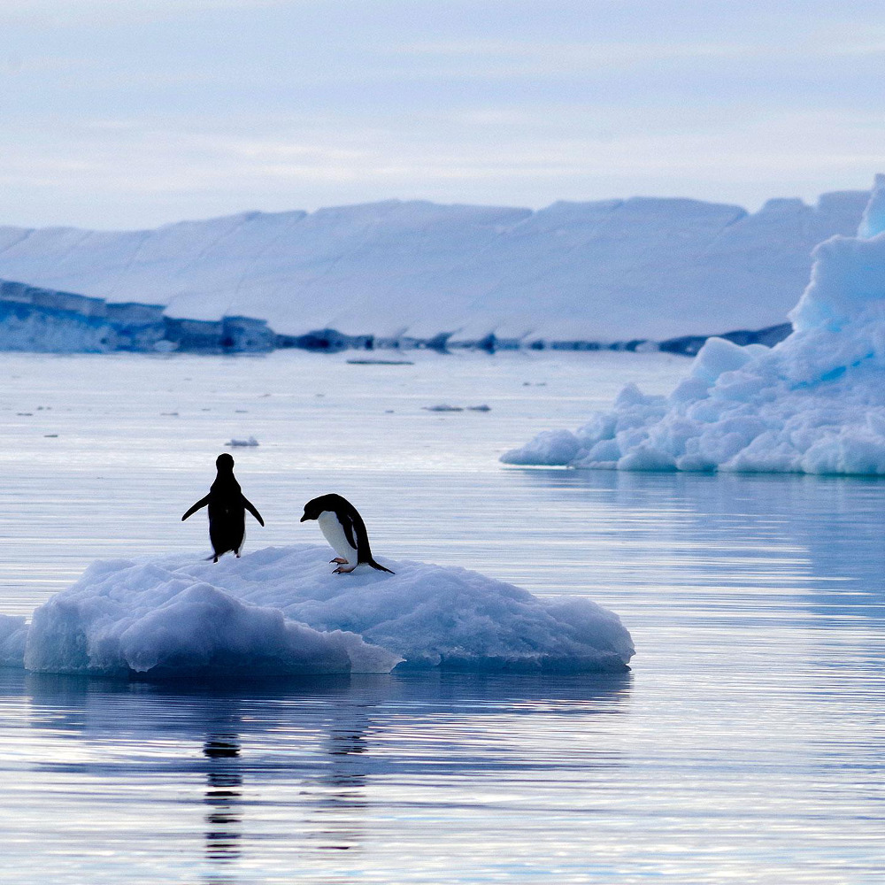 Deux manchots Adélie sur un fragment d’iceberg © MNHN / MSA / IPEV