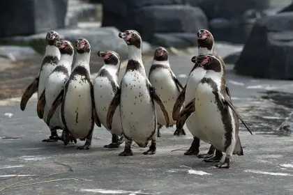 Un groupe de 8 manchots de Humboldt au parc zoologique de Paris