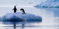Deux manchots Adélie sur un fragment d’iceberg