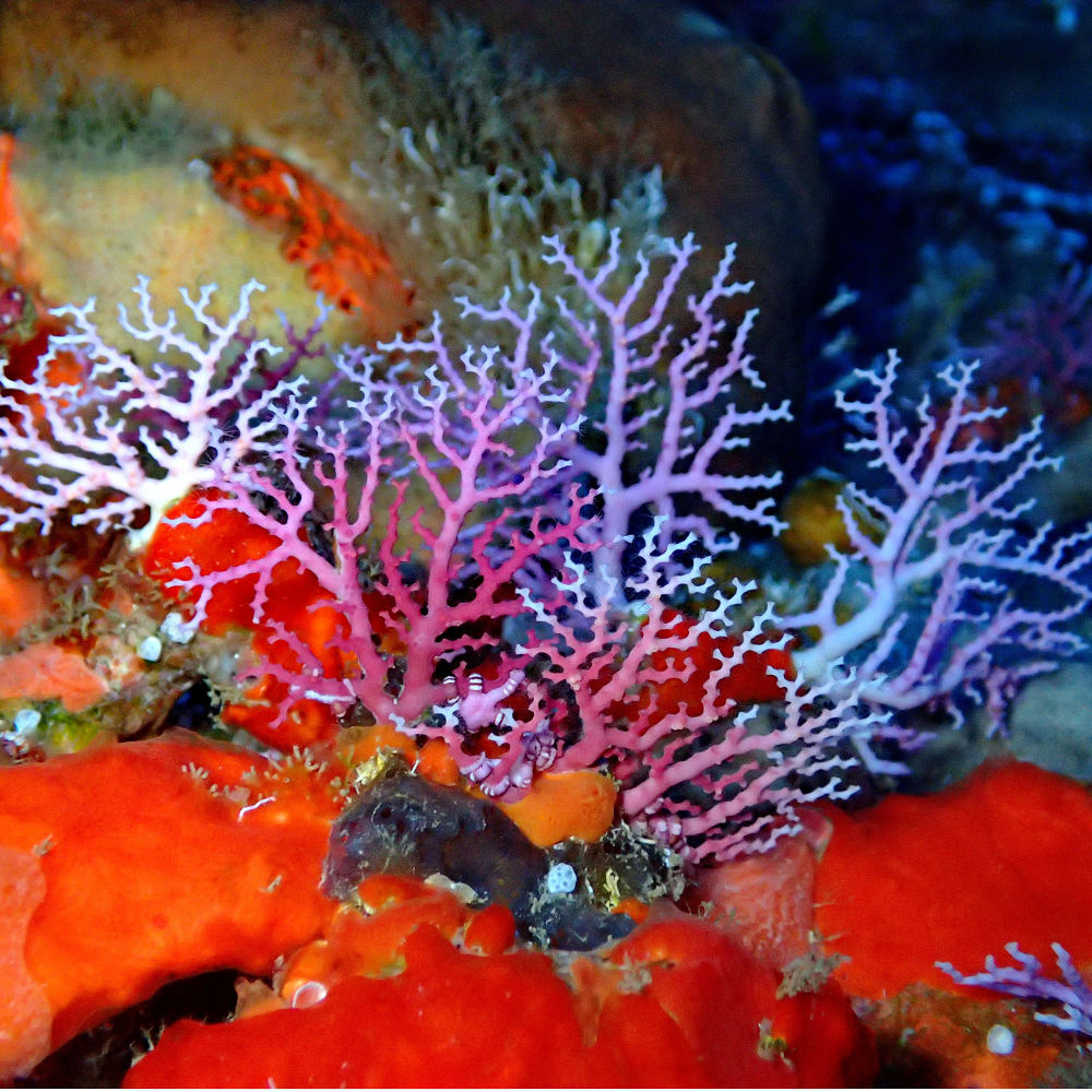 Un corail-dentelle rose, Stylaster roseus, rouge et bleu
